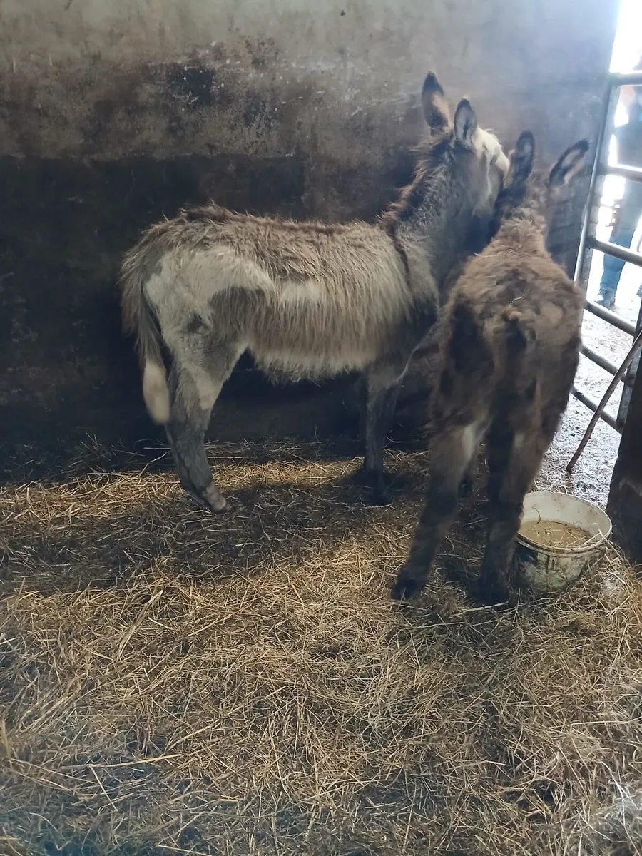 Foals for Sale - Image 2