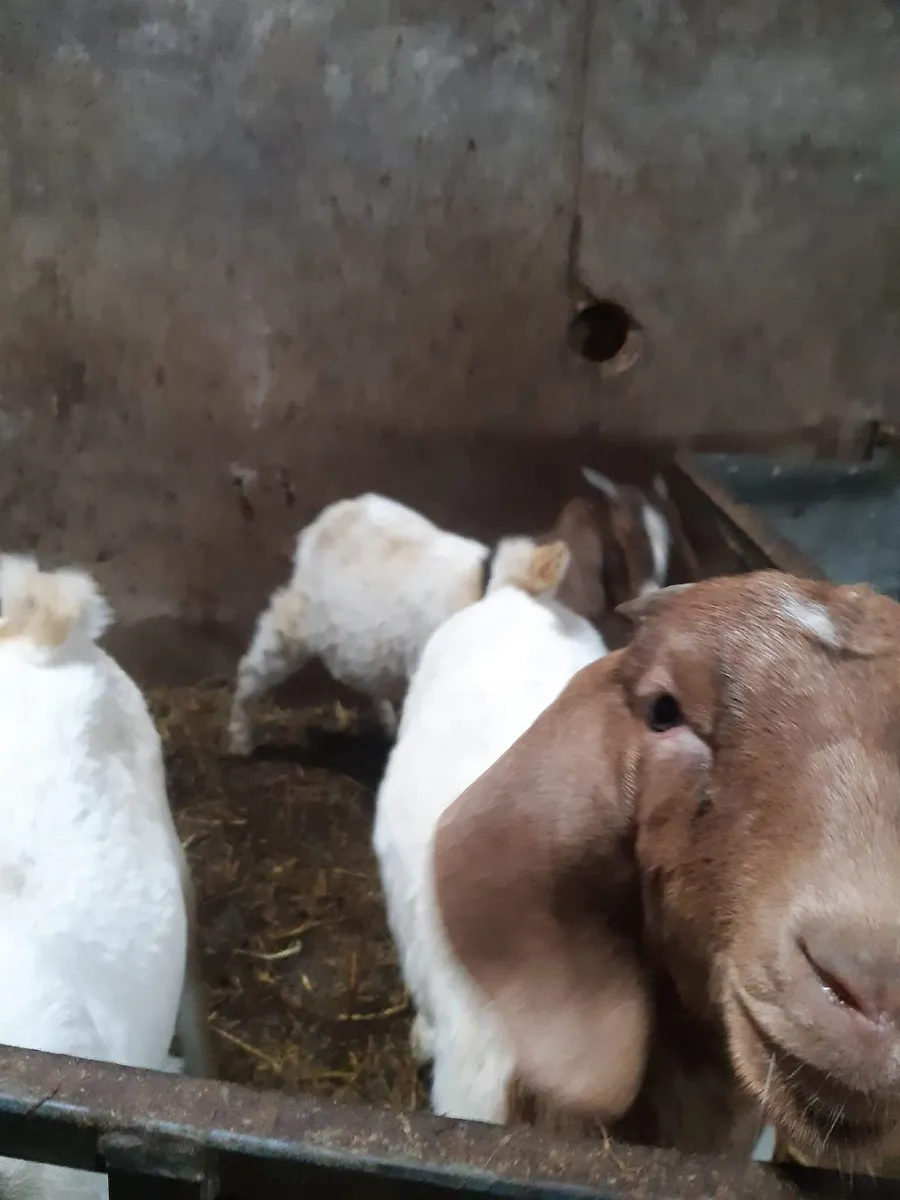 2026 Boer goats - Image 2