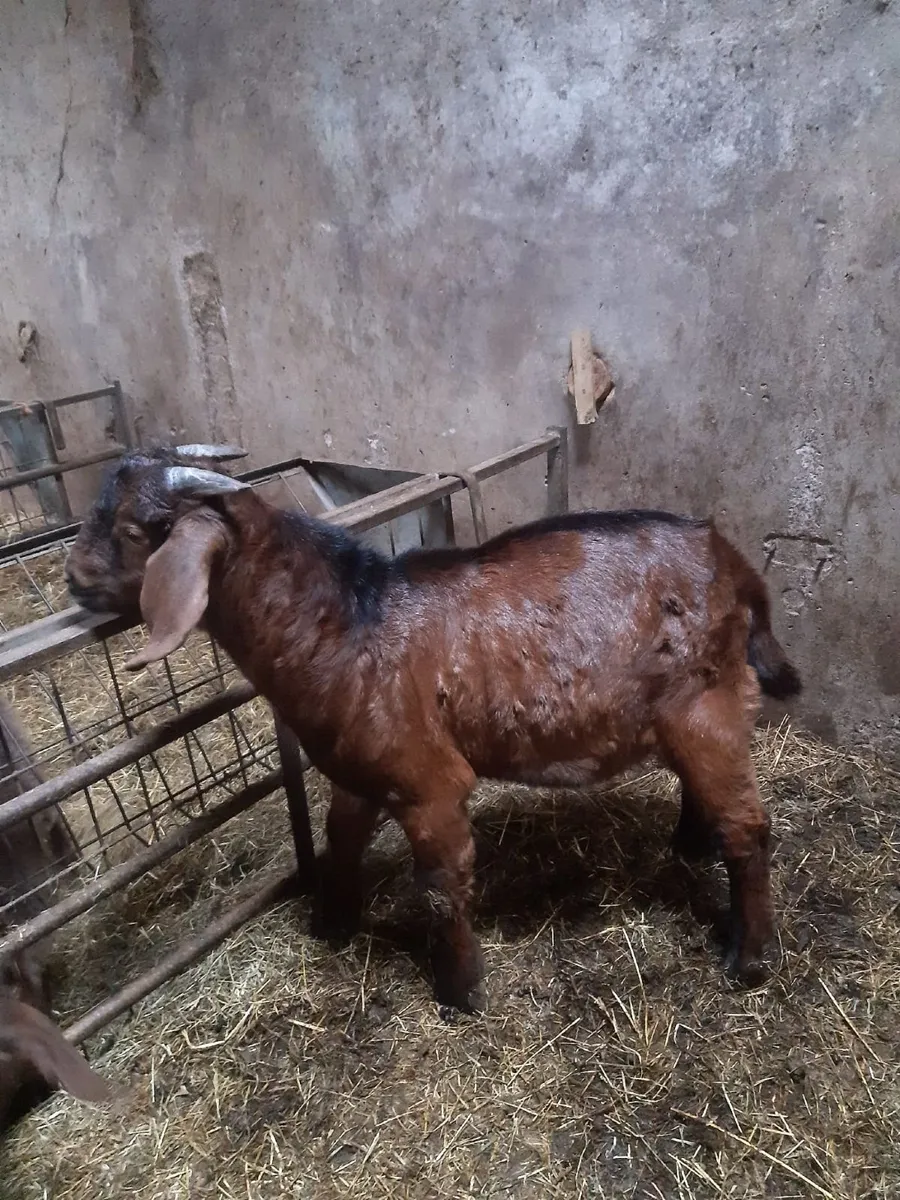 2026 Boer goats - Image 1