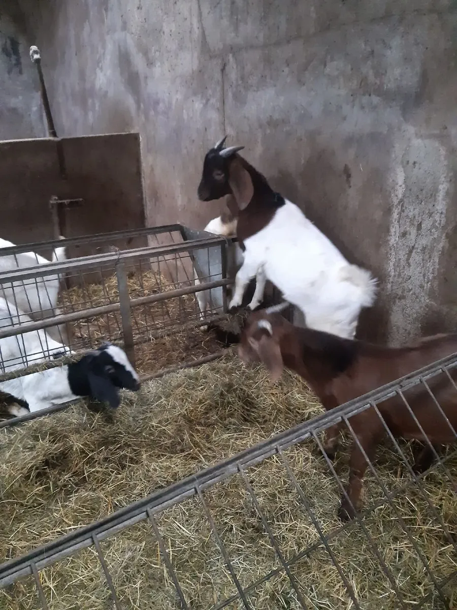 2026 Boer goats - Image 3