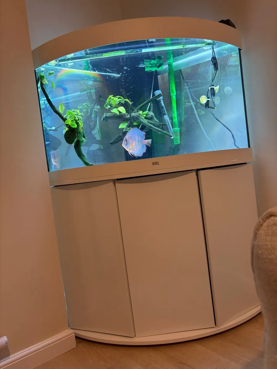 Fish tank - Image 3