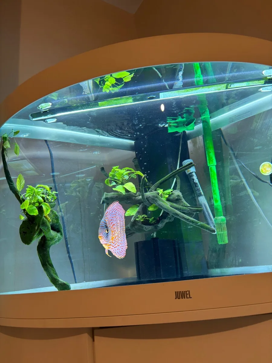 Fish tank - Image 4