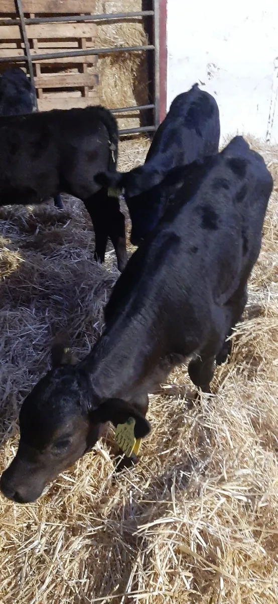 5 AA Calves for sale - Image 1