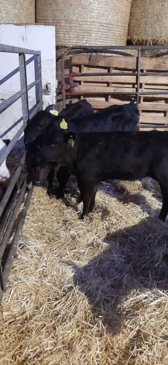 5 AA Calves for sale - Image 2