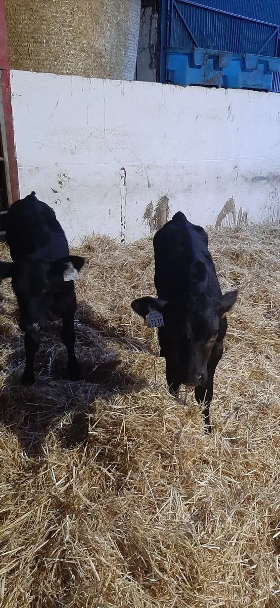 5 AA Calves for sale - Image 3