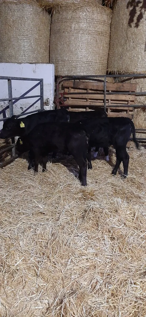 5 AA Calves for sale - Image 4