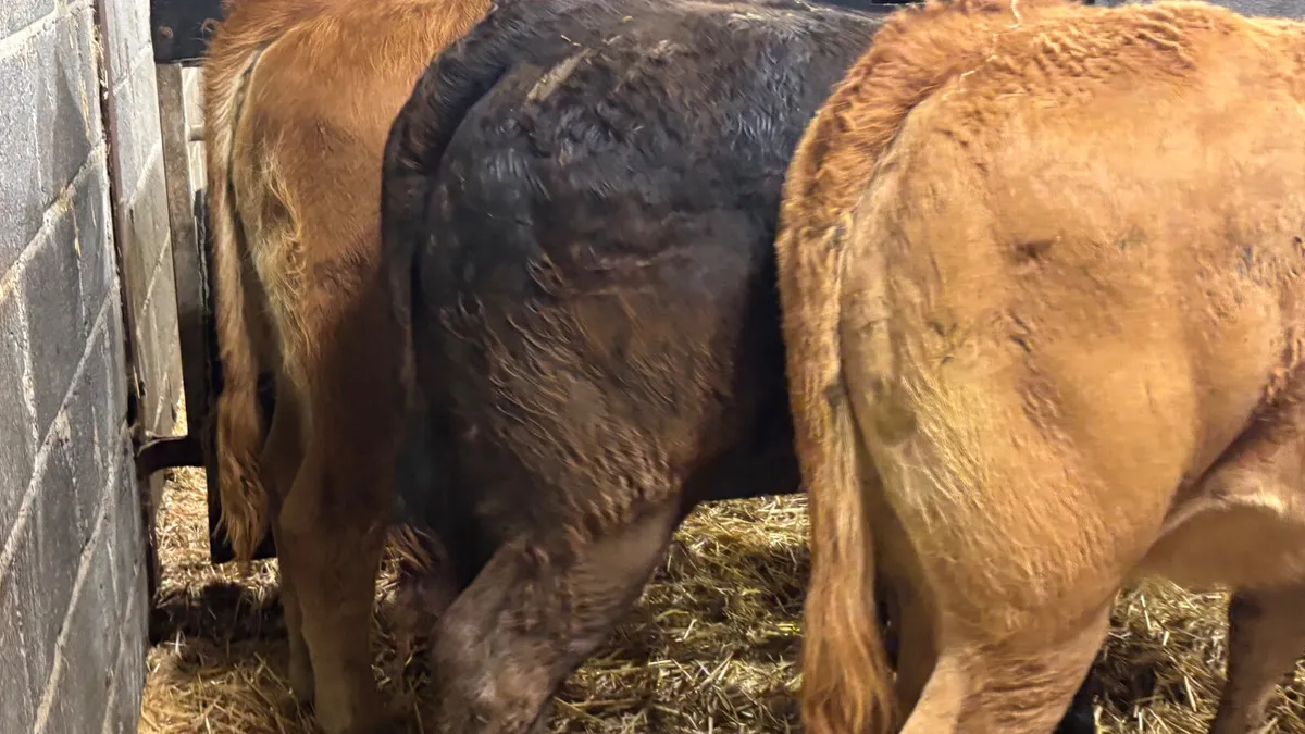 4 Super Limousin Heifer Wealings - Image 4