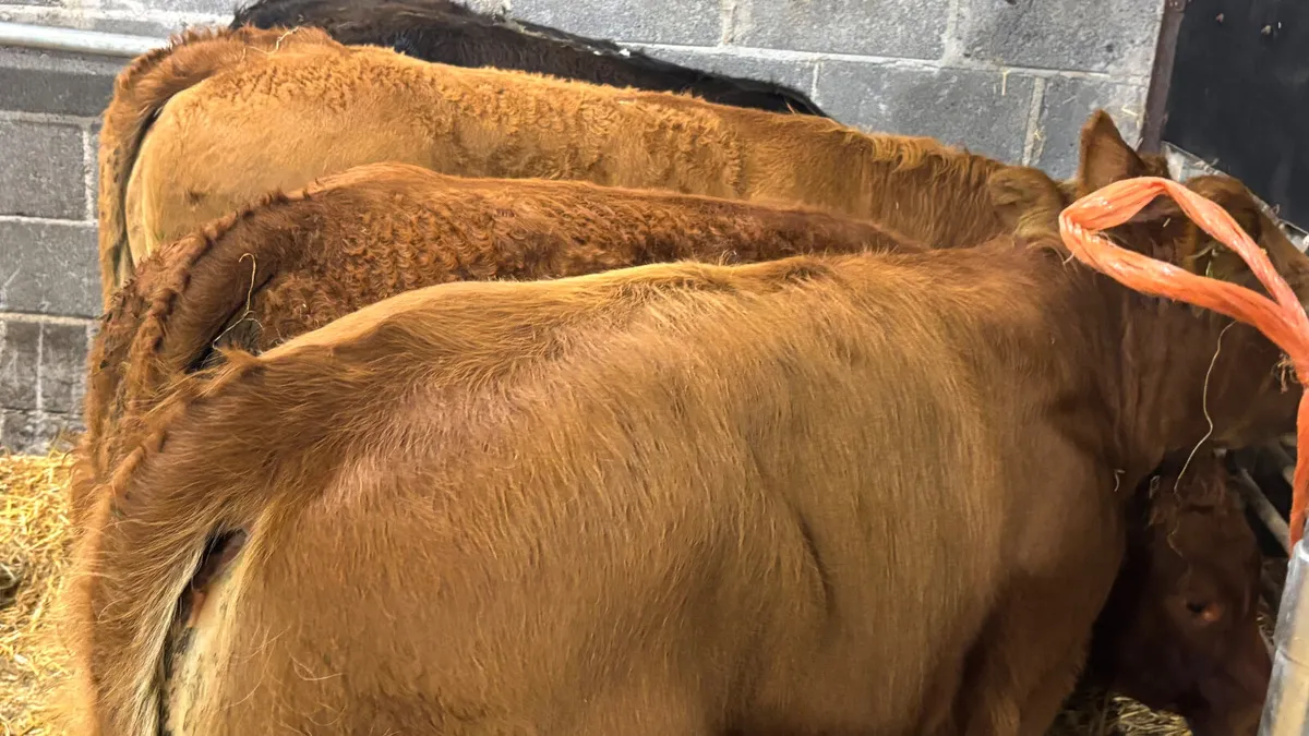 4 Super Limousin Heifer Wealings - Image 2