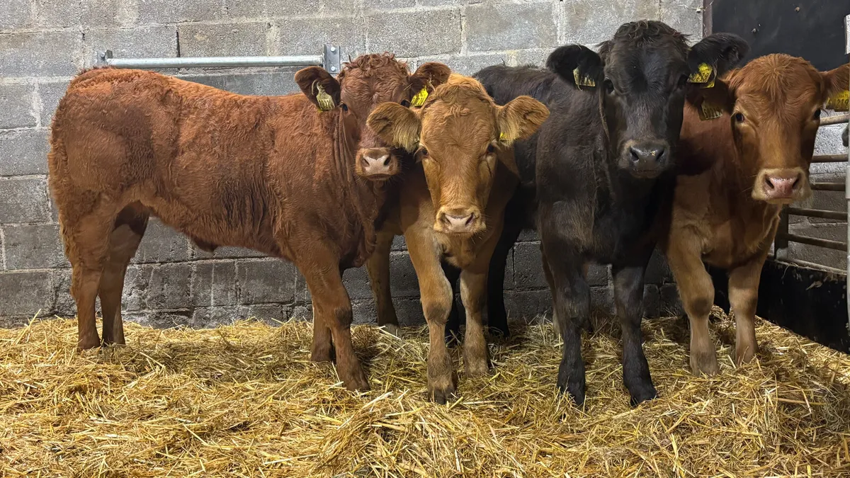 4 Super Limousin Heifer Wealings - Image 1