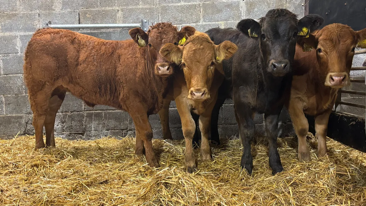 4 Super Limousin Heifer Wealings - Image 3