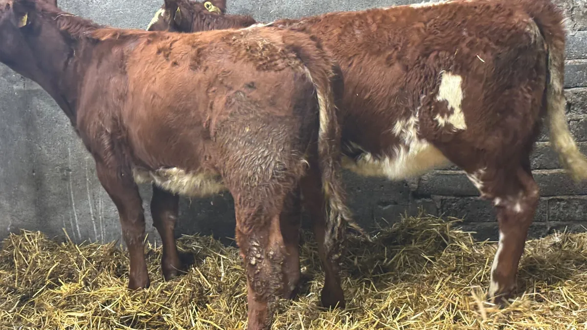⭐️ 2 Red Roan Limousin Heifer Wealings ⭐️ - Image 4