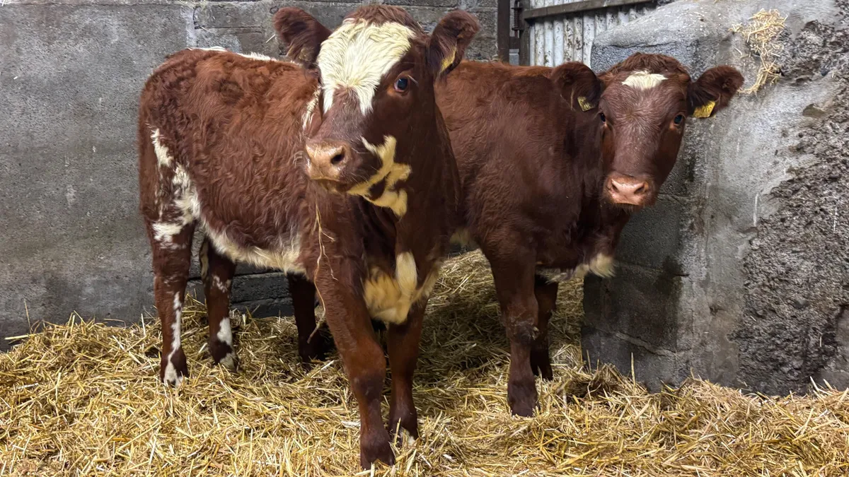 ⭐️ 2 Red Roan Limousin Heifer Wealings ⭐️ - Image 3