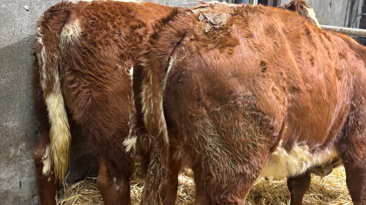 ⭐️ 2 Red Roan Limousin Heifer Wealings ⭐️ - Image 2