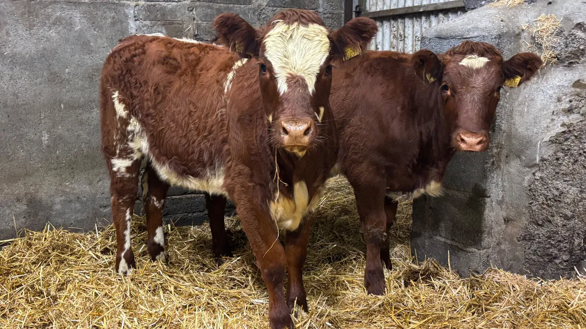 ⭐️ 2 Red Roan Limousin Heifer Wealings ⭐️ - Image 1