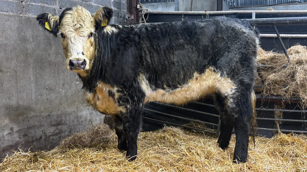 ⭐️ Organic Blue Grey Whitehead Heifer ⭐️ - Image 4