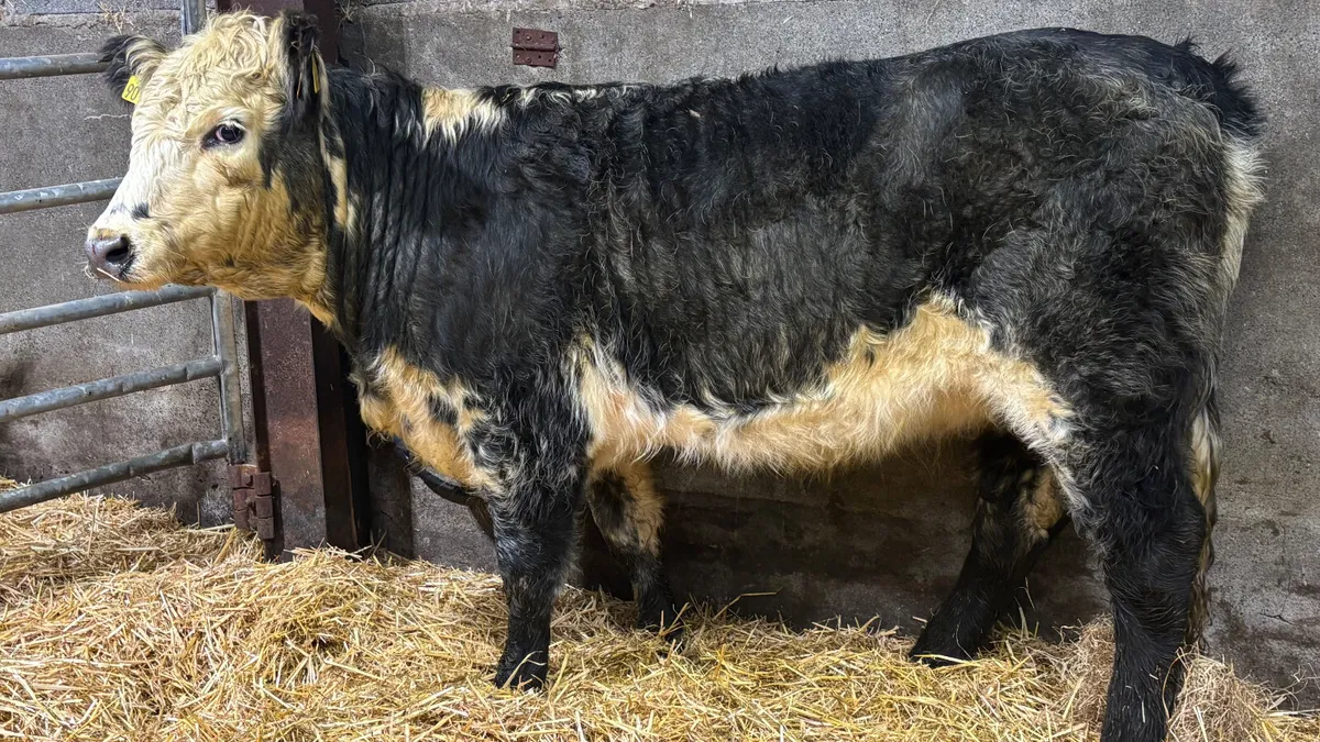 ⭐️ Organic Blue Grey Whitehead Heifer ⭐️ - Image 3