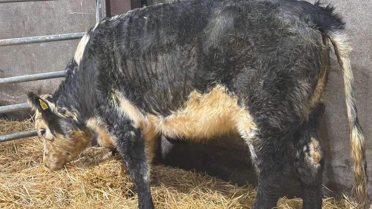 ⭐️ Organic Blue Grey Whitehead Heifer ⭐️ - Image 2