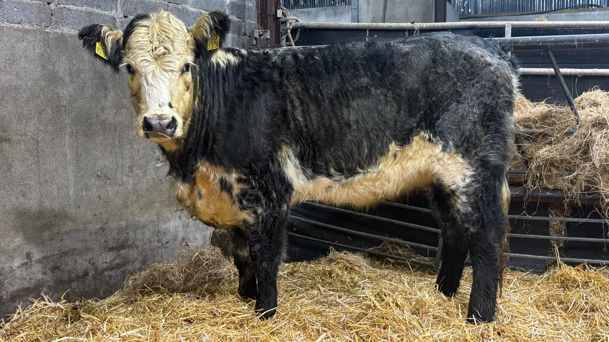⭐️ Organic Blue Grey Whitehead Heifer ⭐️ - Image 1