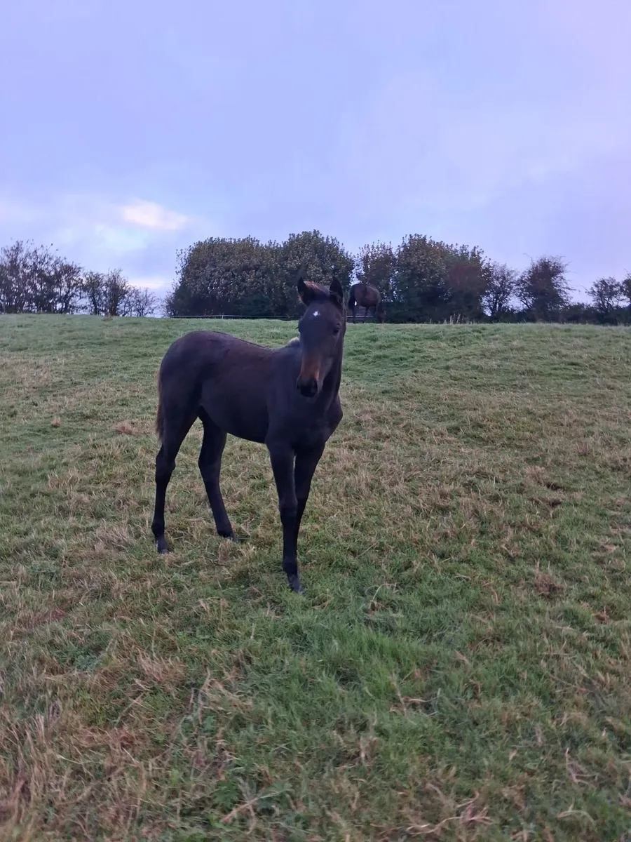 Stunning foal for sale - Image 3