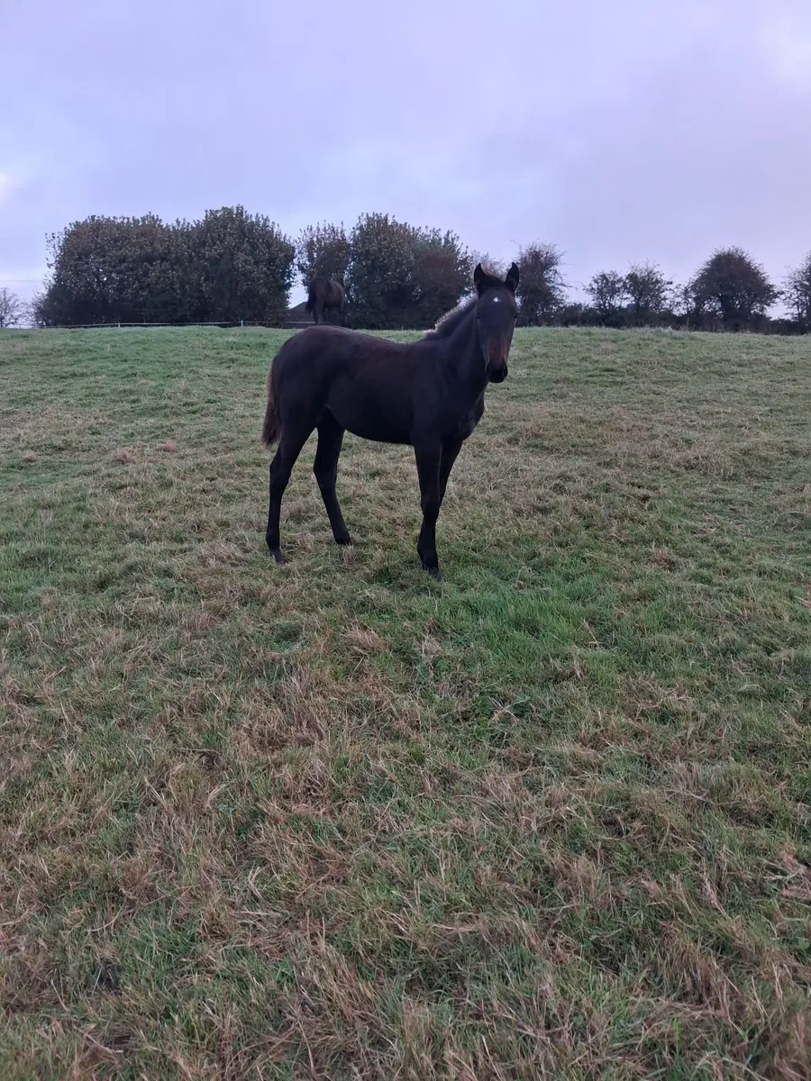 Stunning foal for sale - Image 4