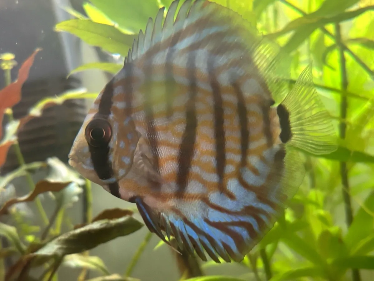 Young Discus for sale - Image 2