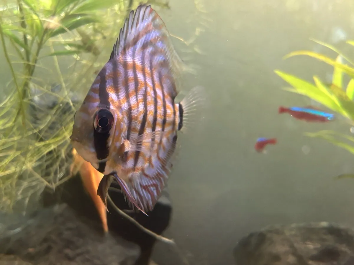 Young Discus for sale - Image 1