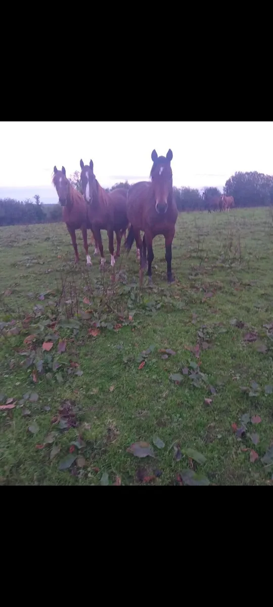 Horses