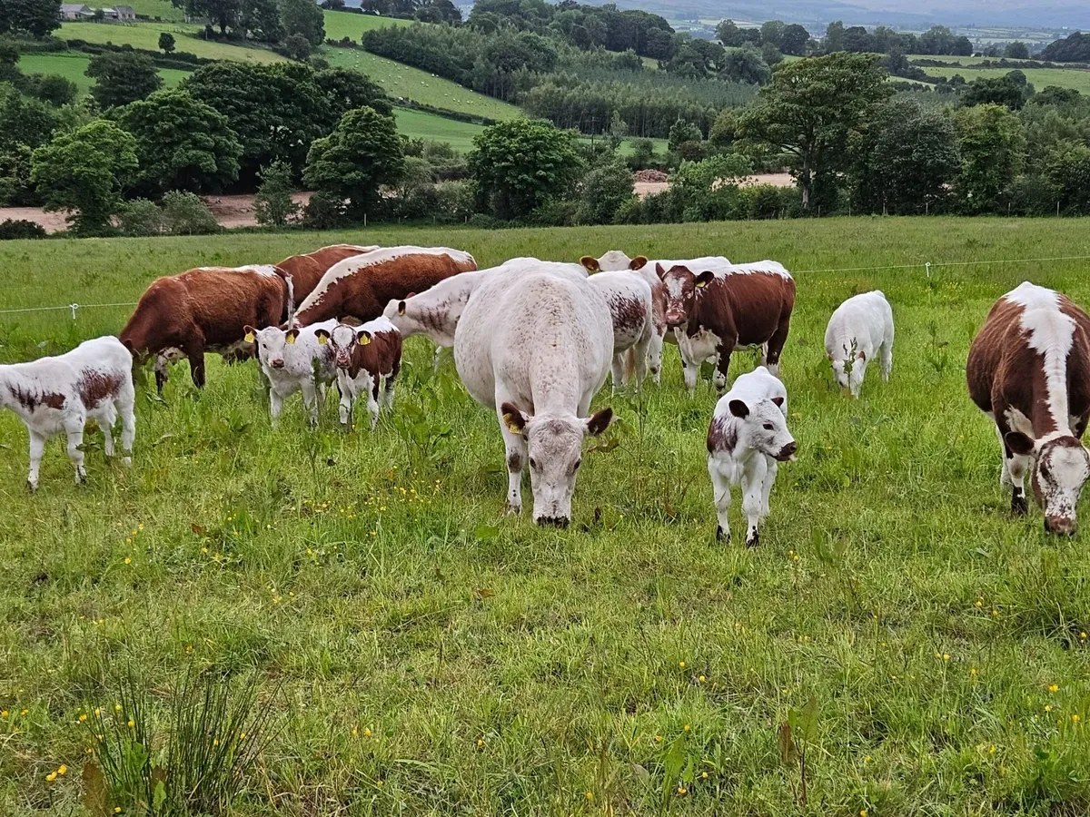 Irish moiled cattle - Image 1