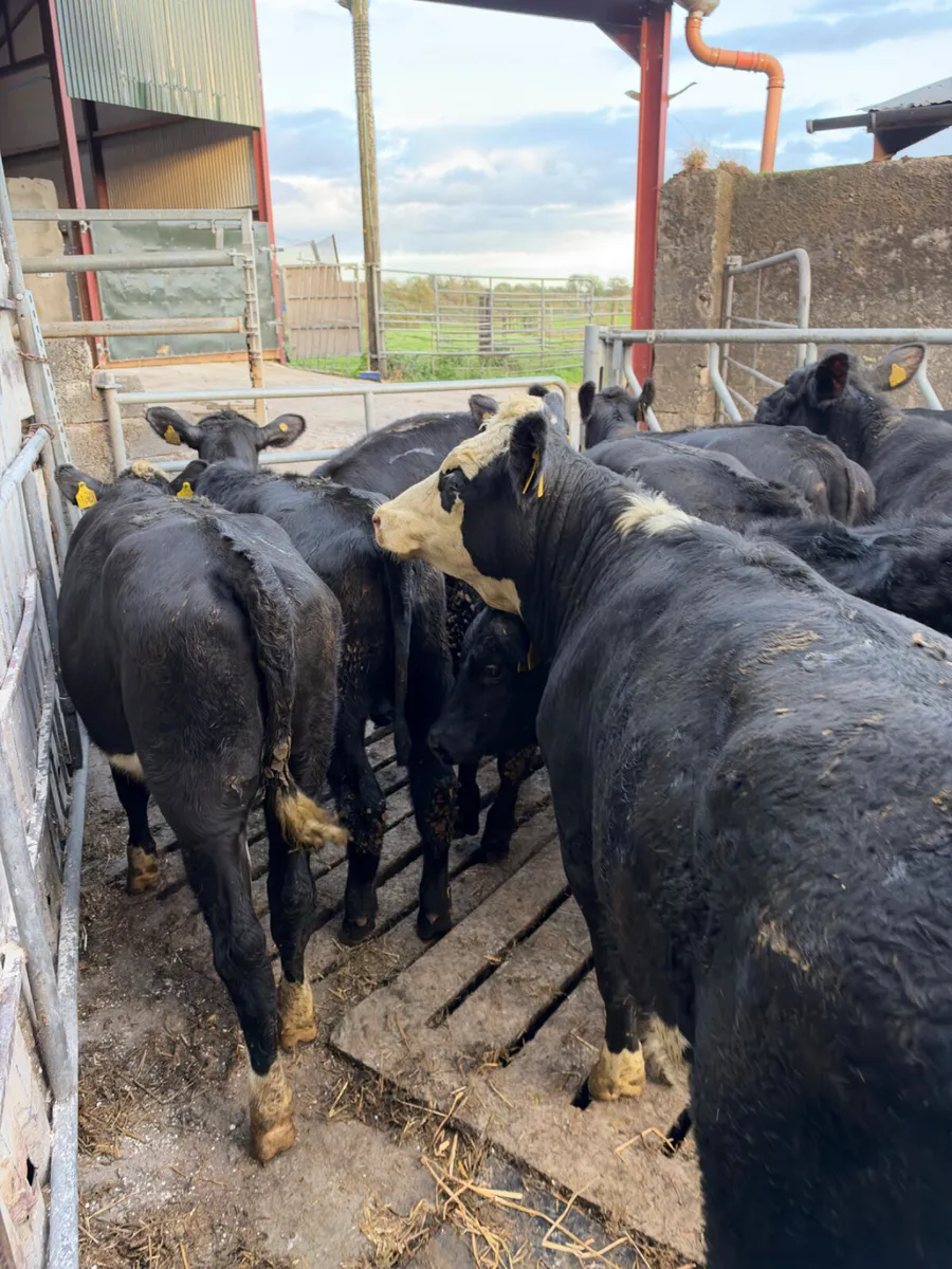 Angus and Hereford heifers - Image 4