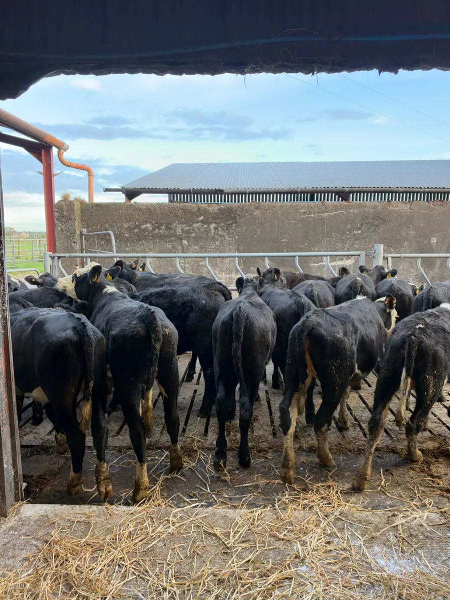 Angus and Hereford heifers - Image 3