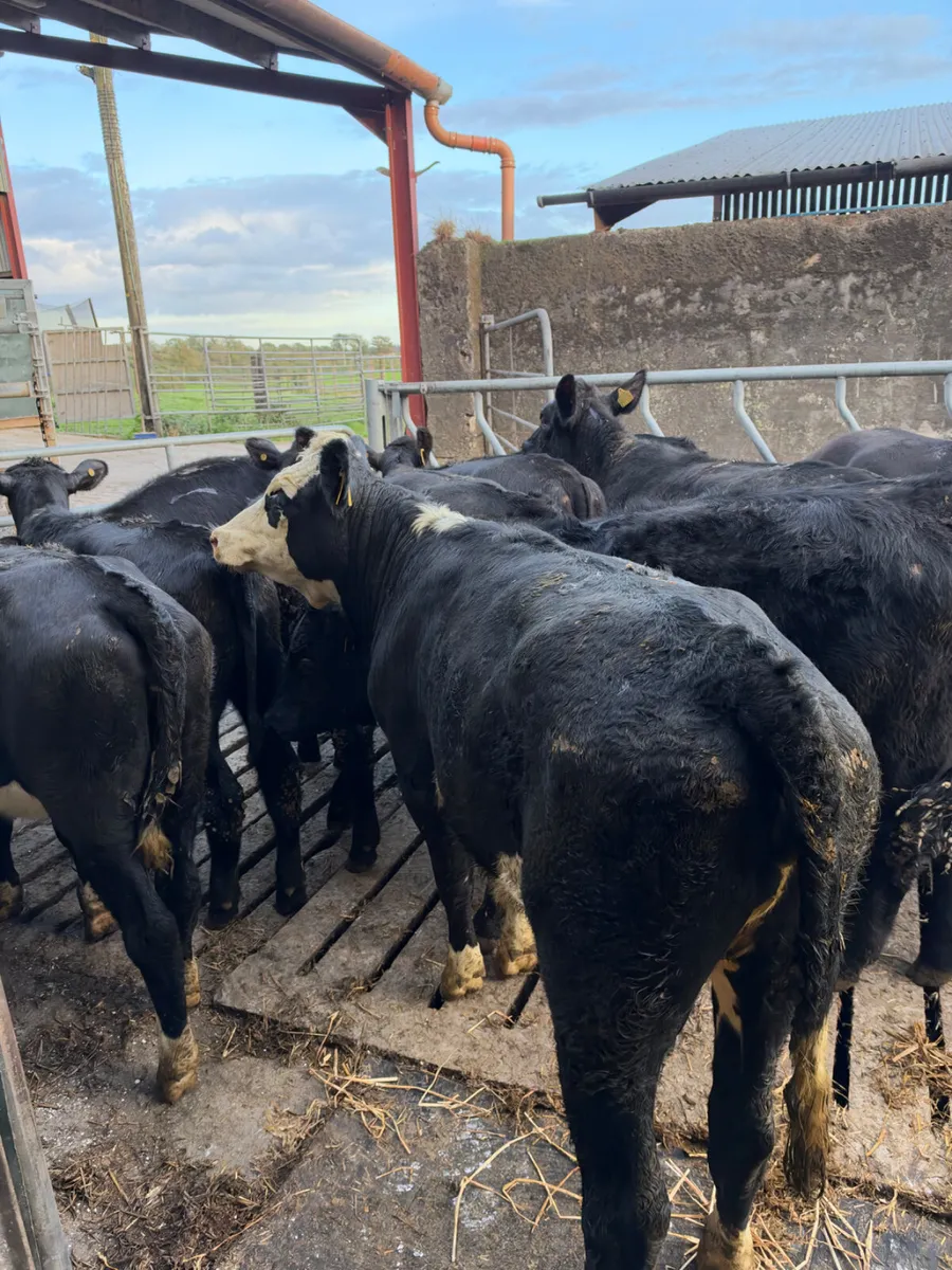 Angus and Hereford heifers - Image 2