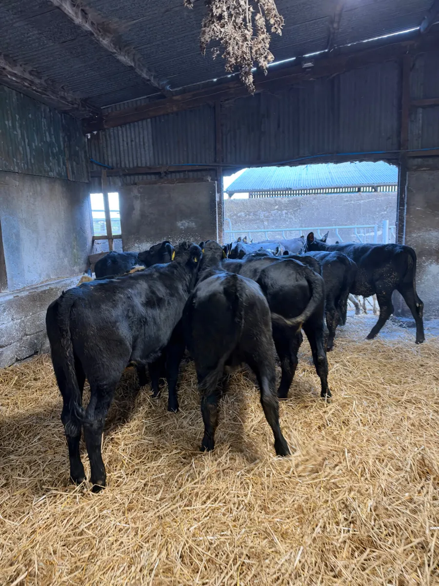 Angus and Hereford heifers - Image 1