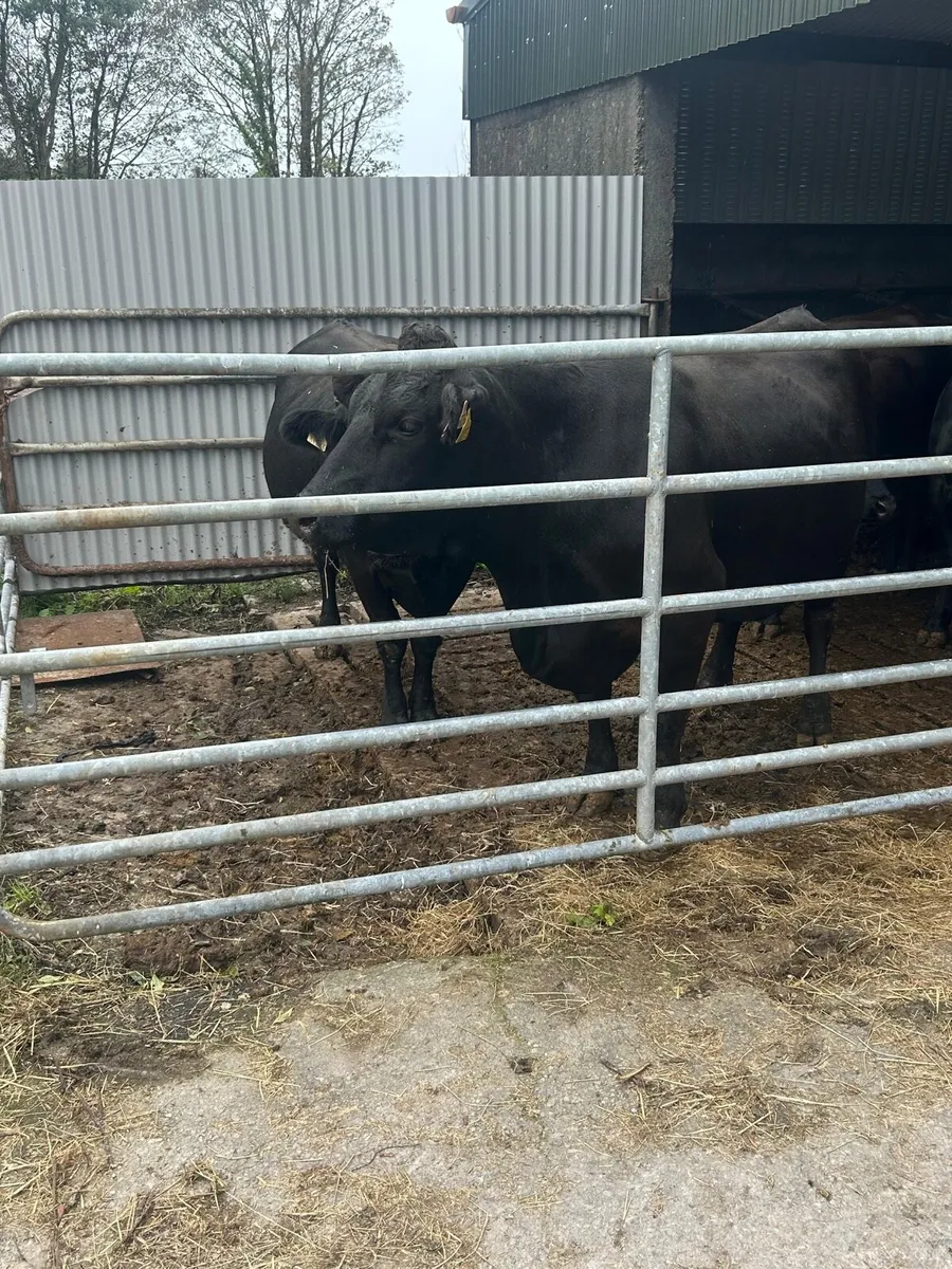Incalf limousine cows - Image 1