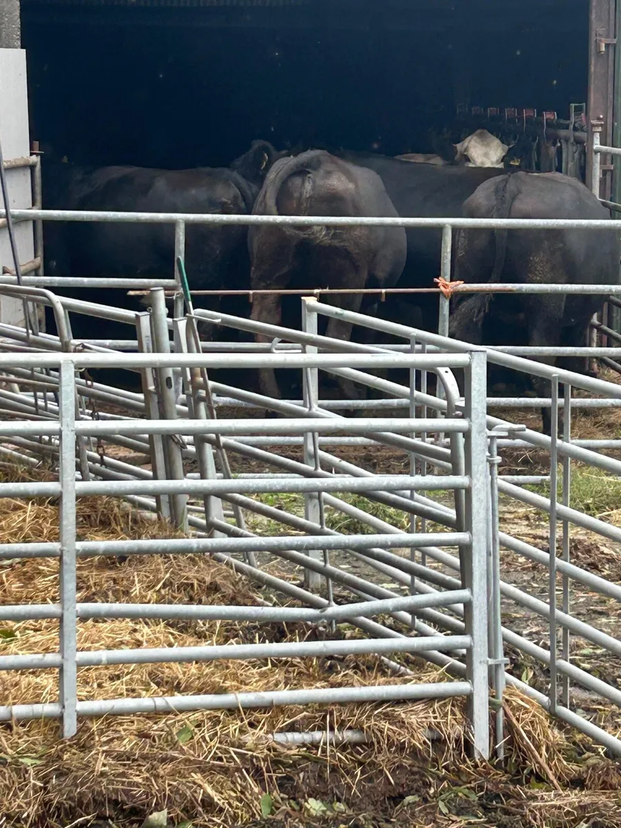 Incalf limousine cows - Image 2