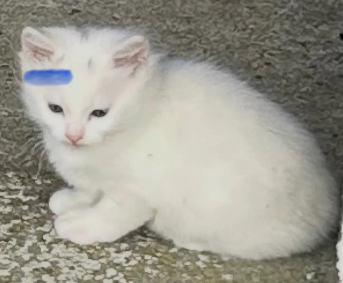 Kittens - Image 2