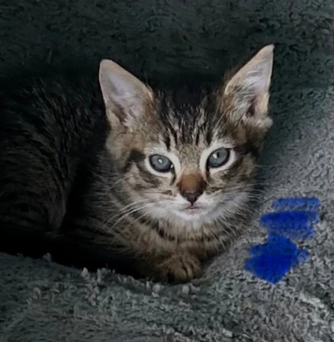 Kittens - Image 3