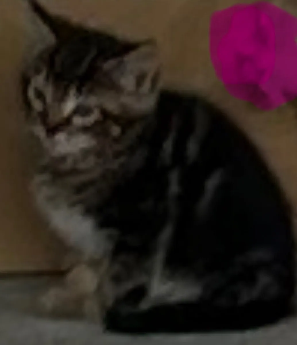 Kittens - Image 4
