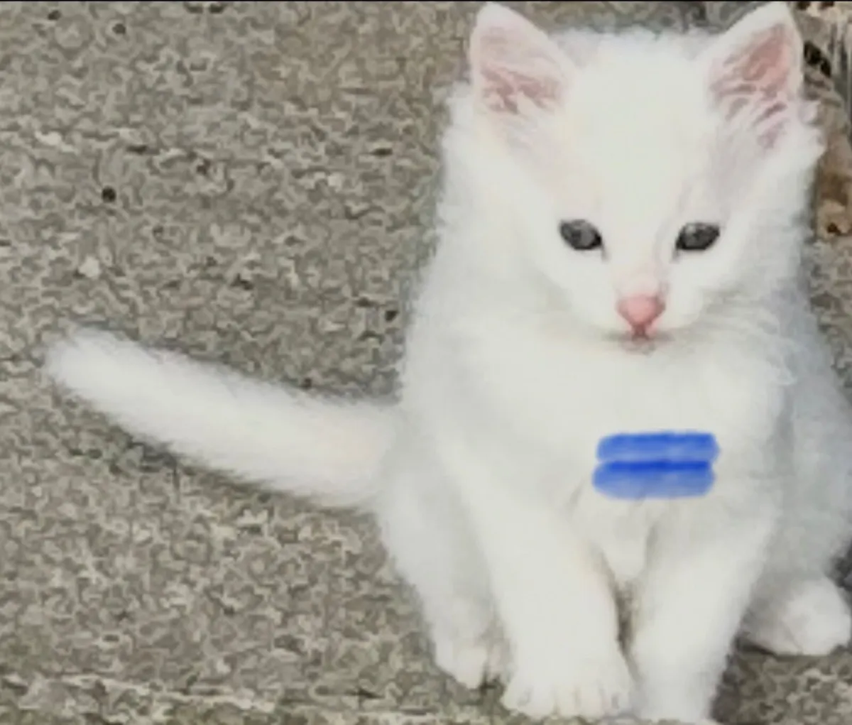 Kittens - Image 1
