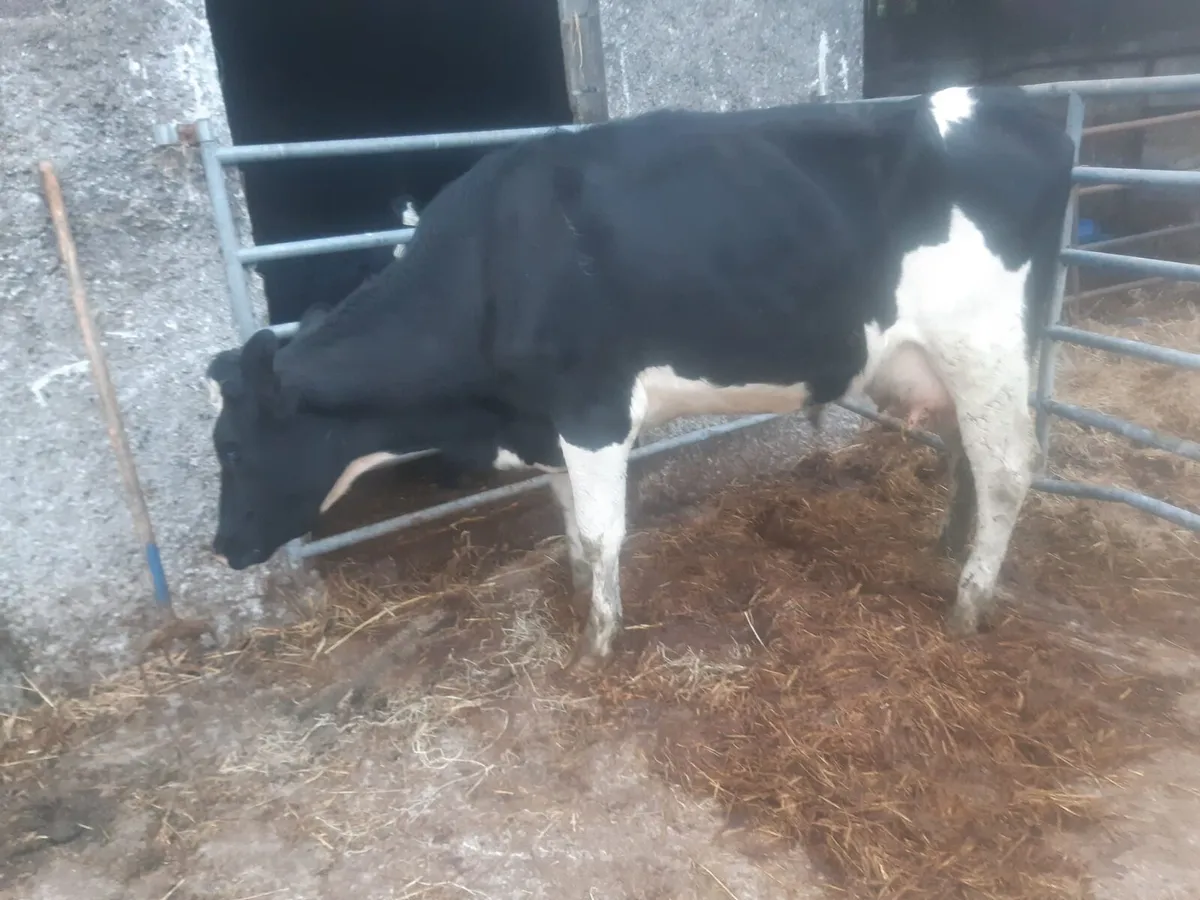 Fr heifer after calving
