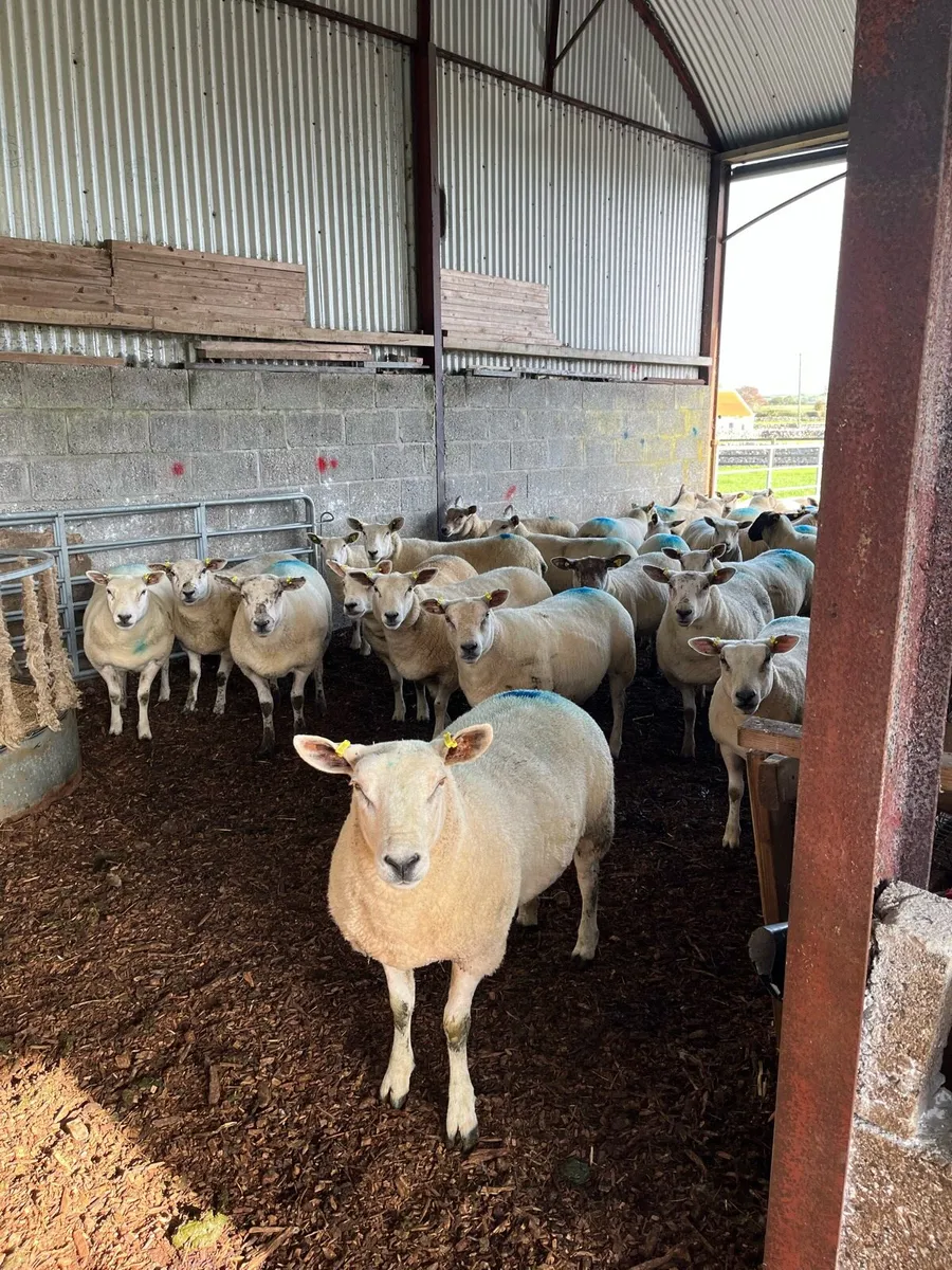 Hoggets - Image 3