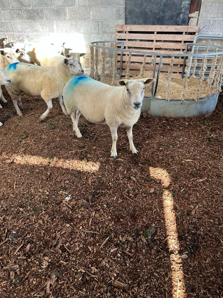 Hoggets - Image 4