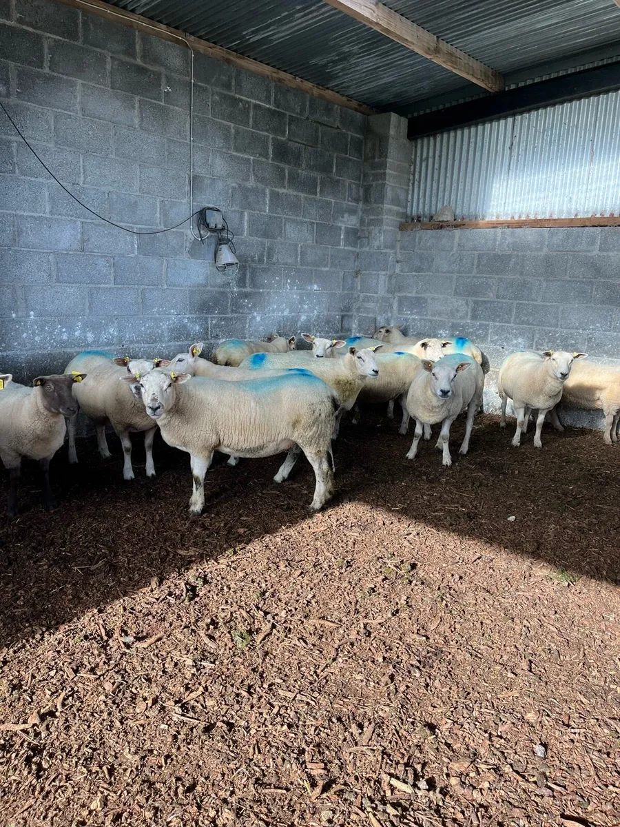 Hoggets - Image 1