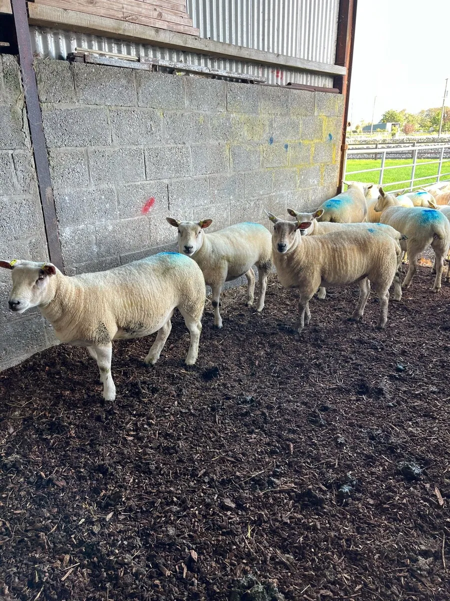 Hoggets - Image 2
