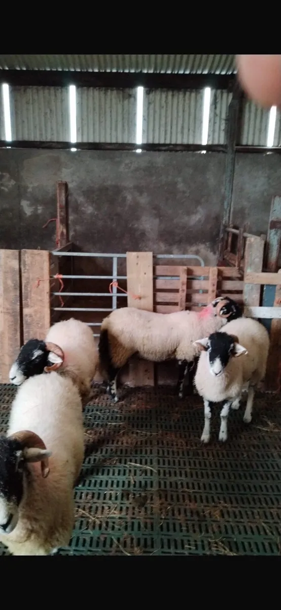 Swaledale Ram Lambs - Image 1