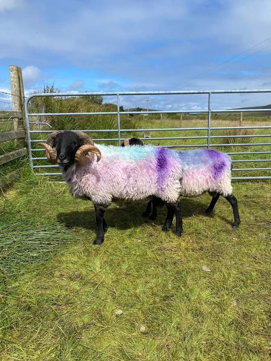 Rams - Image 1