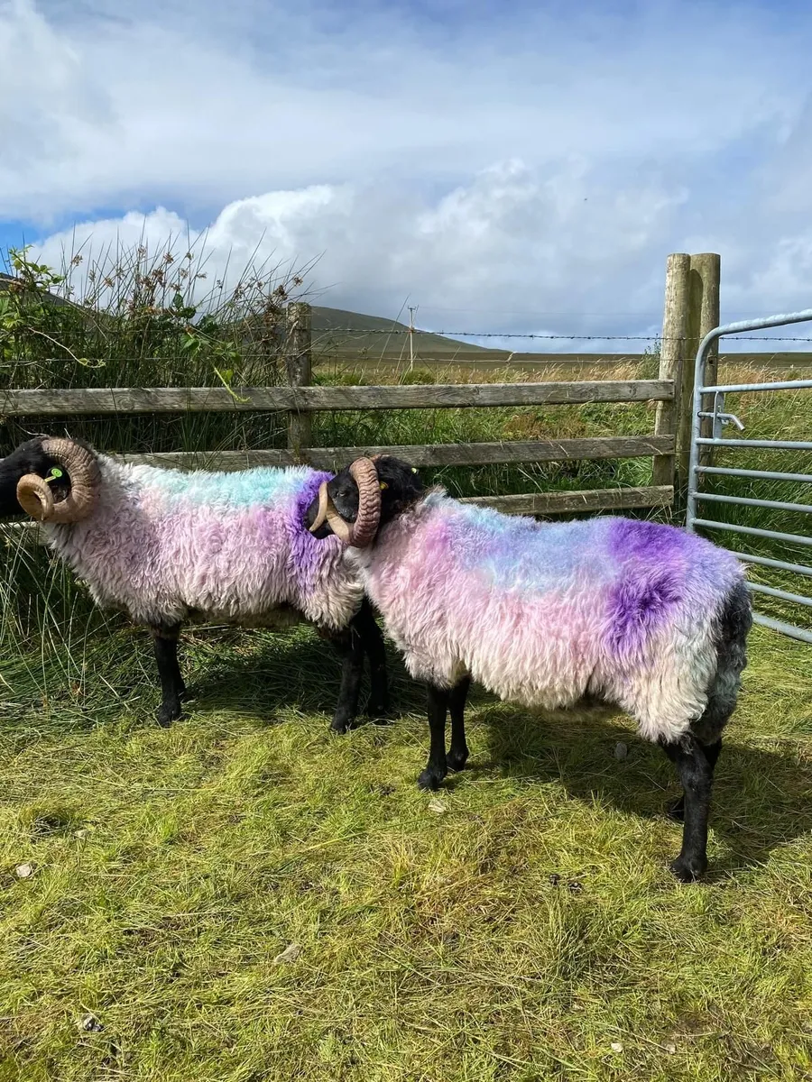 Rams - Image 2