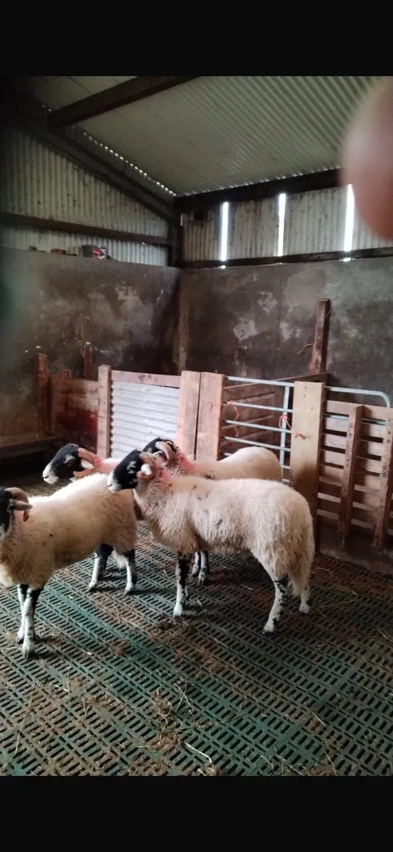 Swaledale Ram Lambs - Image 2