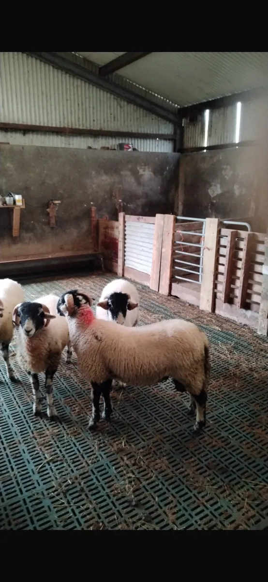 Swaledale Ram Lambs - Image 3