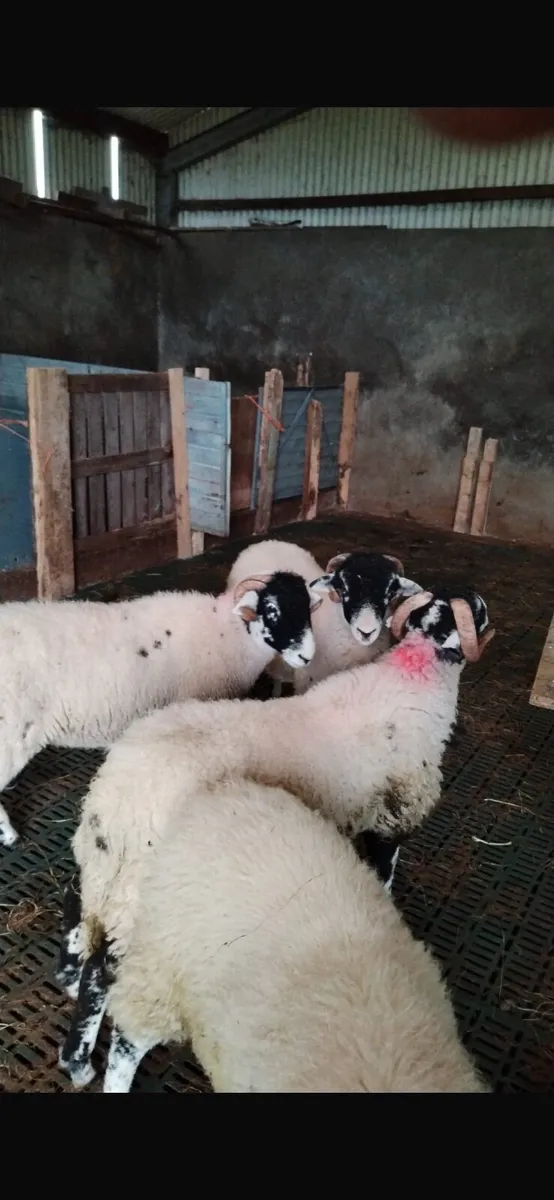 Swaledale Ram Lambs - Image 4