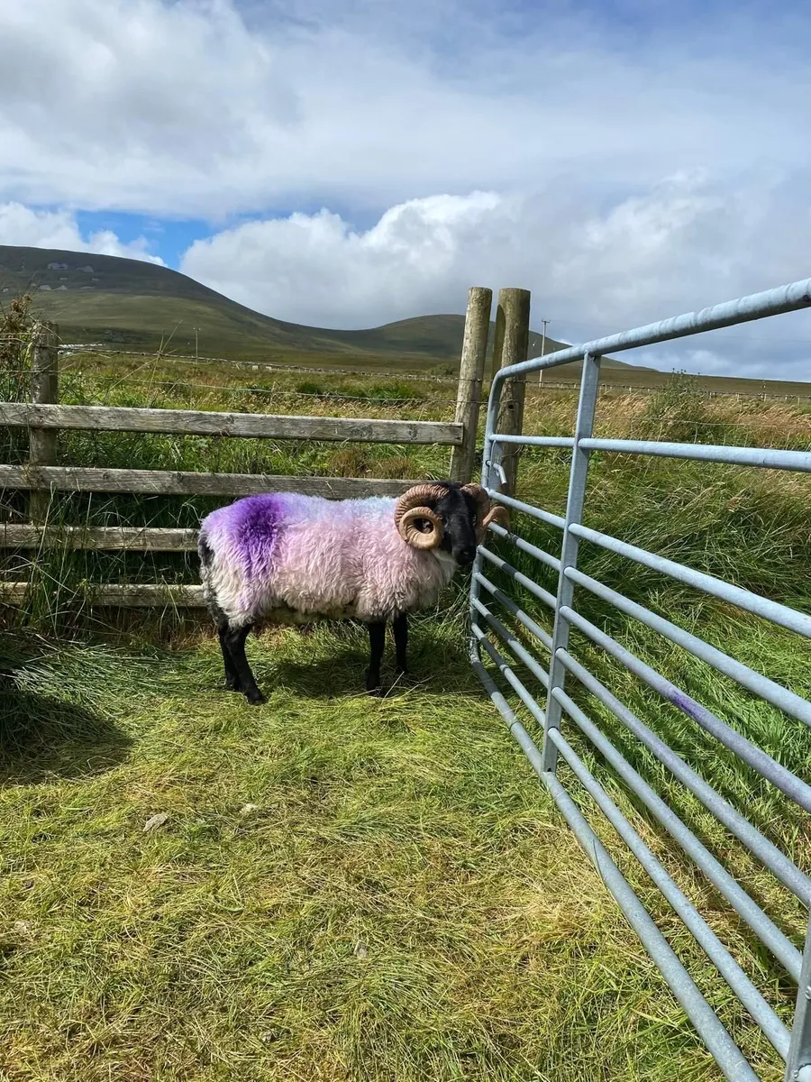 Rams - Image 3